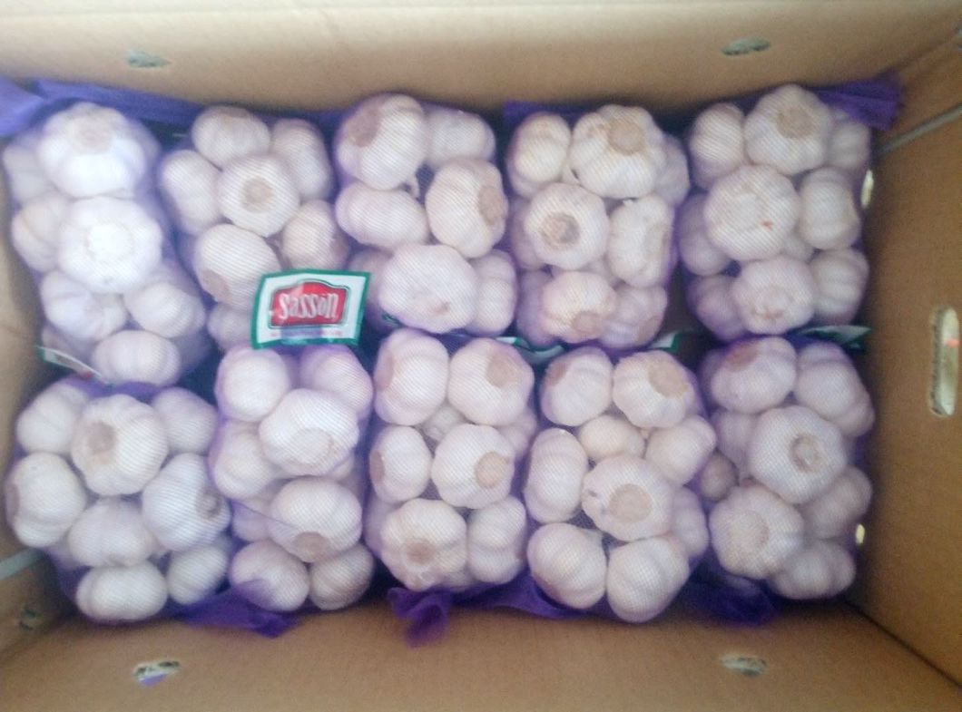 Ail frais chinois de qualité supérieure sur le marché européen