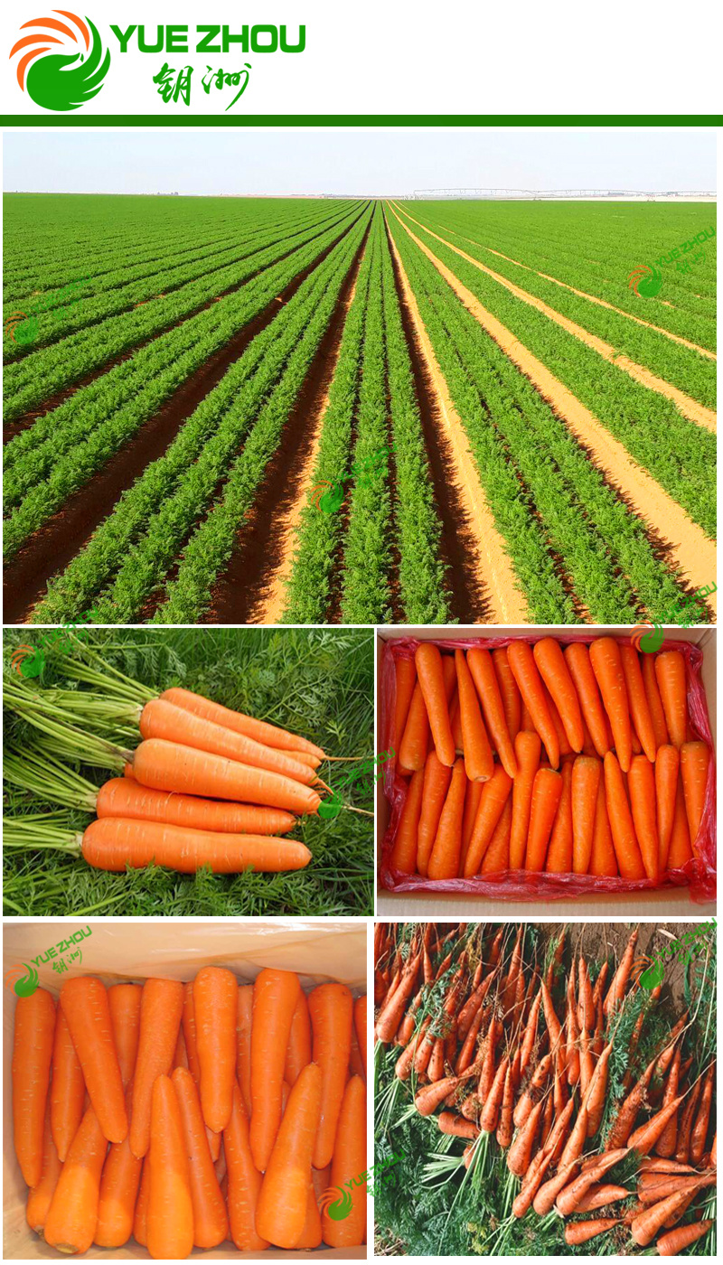 2018 Organic Carrot Small Carrot for Hot Sale From China