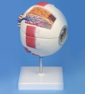 Xy-A6030 Eye Model -Anatomical Model