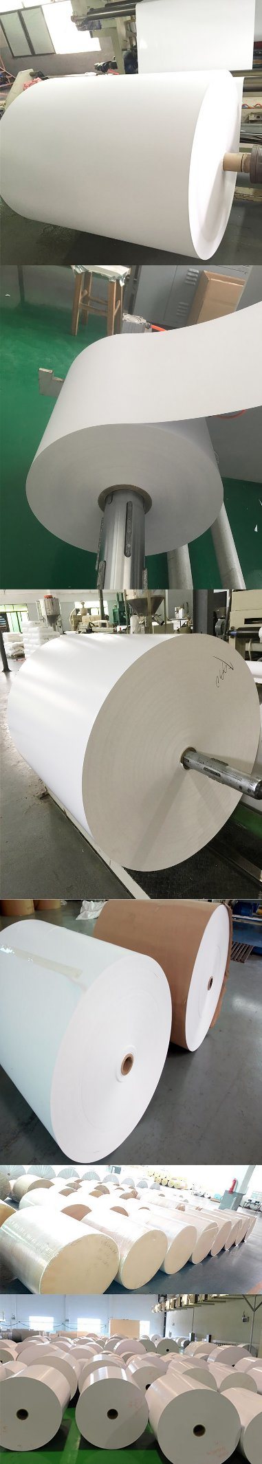 Disposable PE Coated Cup Paper