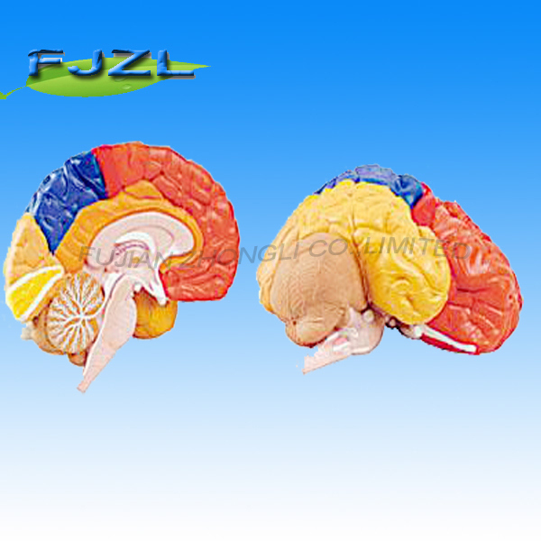 Brain with Different Functional Area for University Education