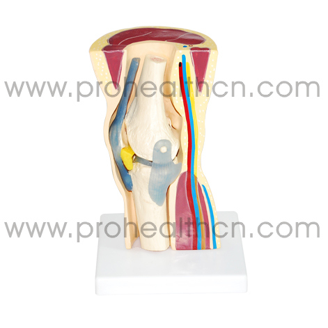 Artificial Plastic Knee Joint Anatomical Model