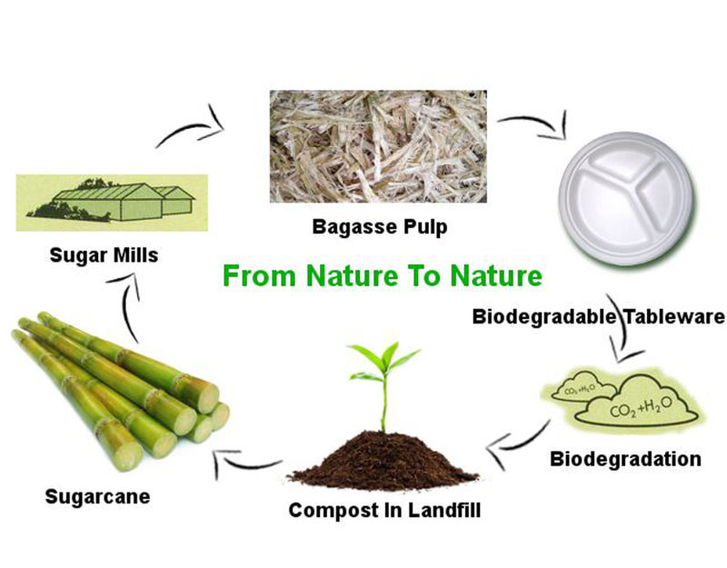 Sanitary Biodegradable Sugarcane Bagasse Paper White Tableware