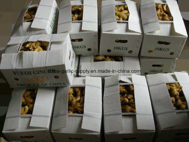 Quality Wholesale Anqiu New Crop Dehydrated Fresh/Dried Air Dry Ginger, Pickled Peeled Garlic Gengibre Ginger Price