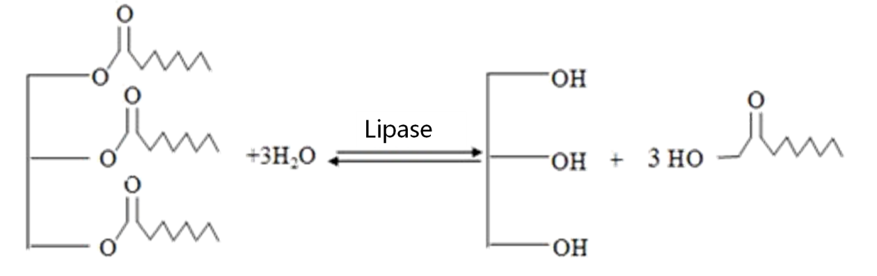 Baking Lipase Enzyme Baking Lipase Enzyme