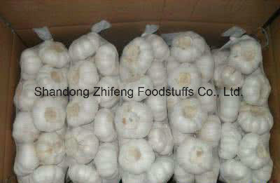 Pure White Garlic with Competitive Price From China