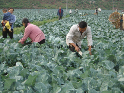 Frozen IQF Broccoli with High Harvest