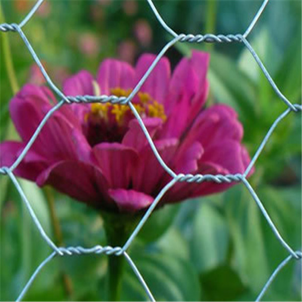 PVC Coated Surface Rabbit Cage Hexagonal Wire Mesh