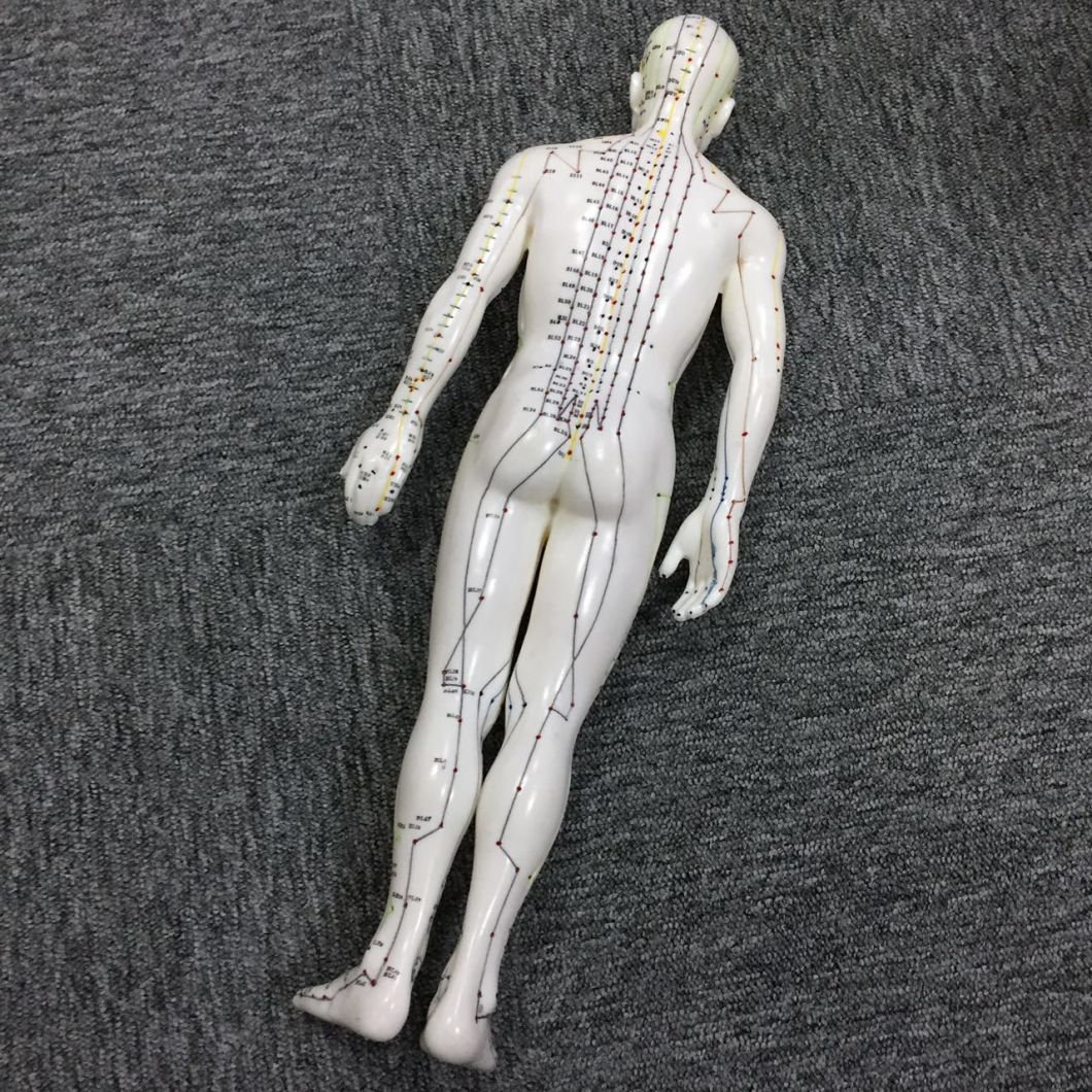 Acupuncture Model of Male's Body