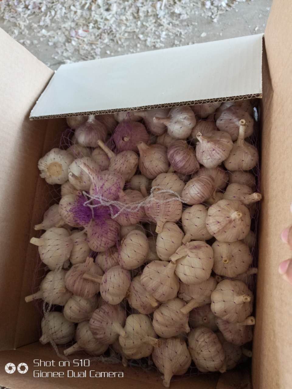 Fresh Garlic & White Garlic Granules Dehydrated Garlic in China