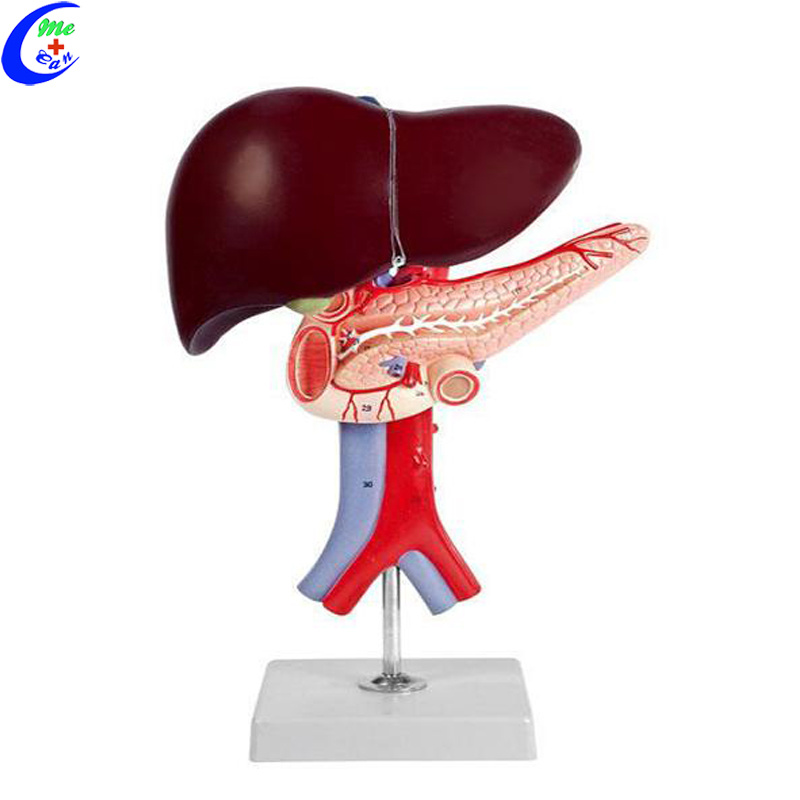 Liver Anatomy Models for Medical Students