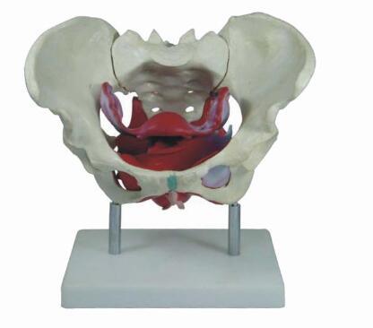 Bix-A1025 Female Pelvis Model with Muscle