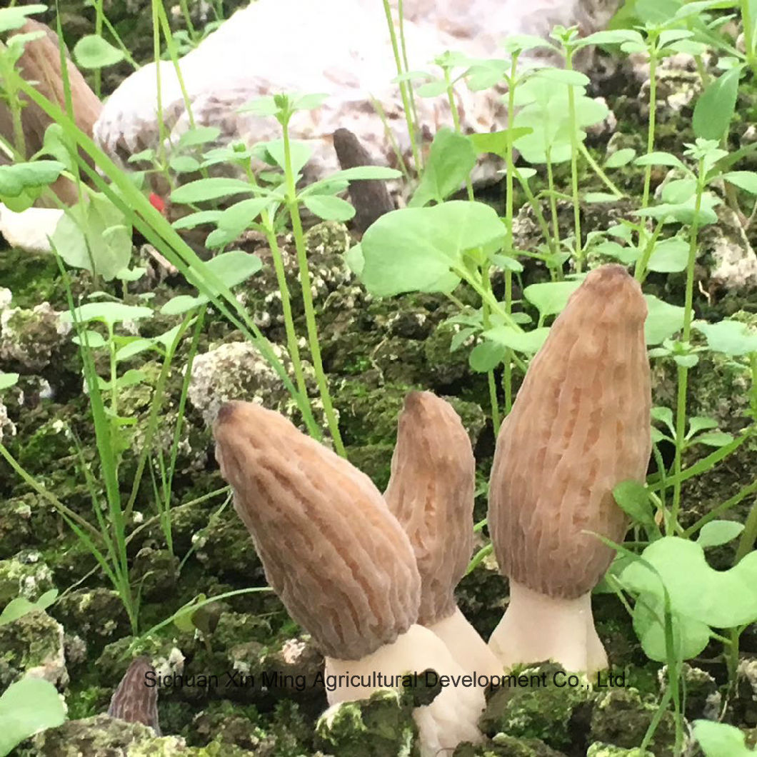 2018 Hot Selling Fresh Morel Mushroom The Organic Food