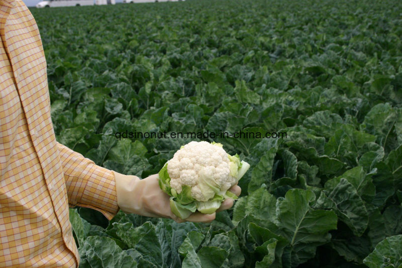 Best Quality Frozen Cauliflower