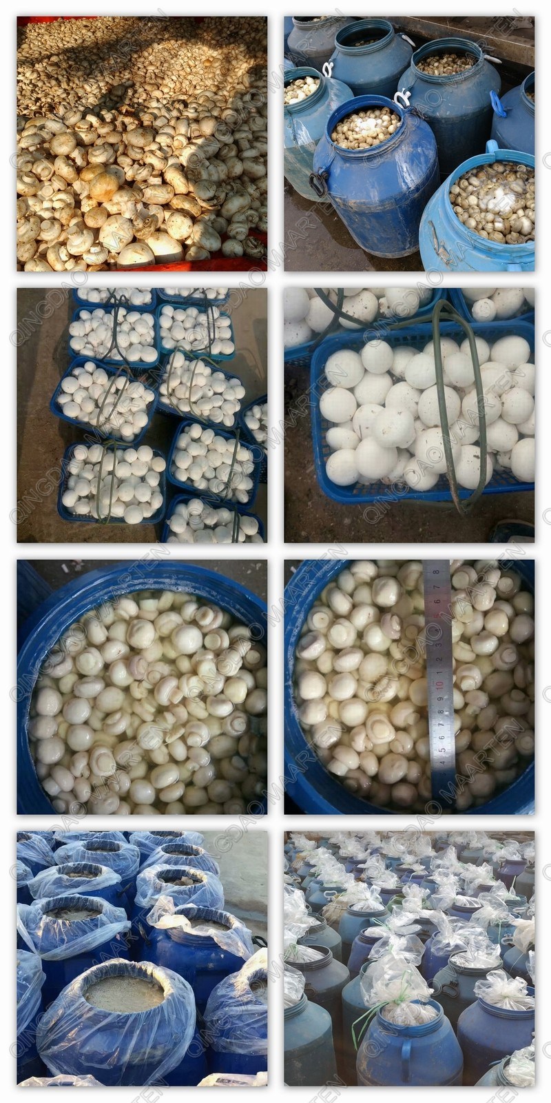 Agaricus Bisporus