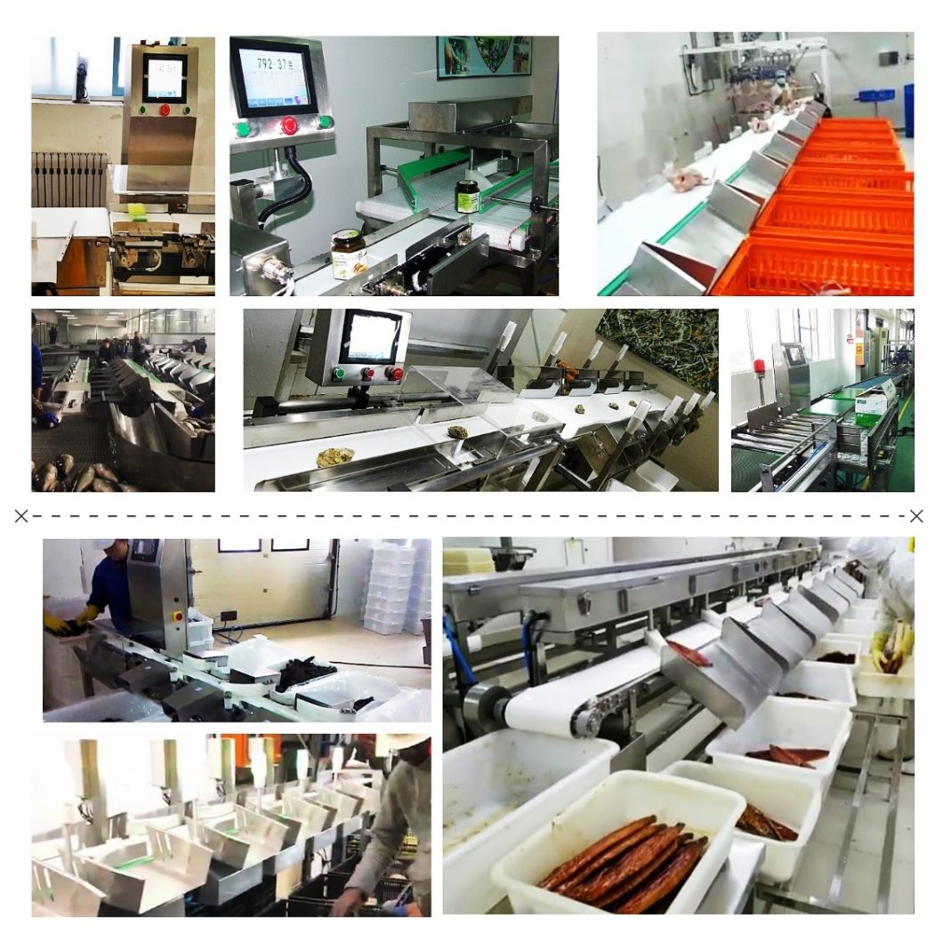 Belt Conveyor Weight Checking and Sorting Machine for Canada Lobster