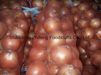 Yellow Onion with Good Quality and Price