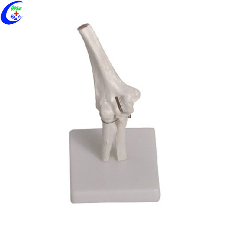 Medical Education Models Anatomy Teaching Tools