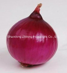 Chinese Fresh Red Onion