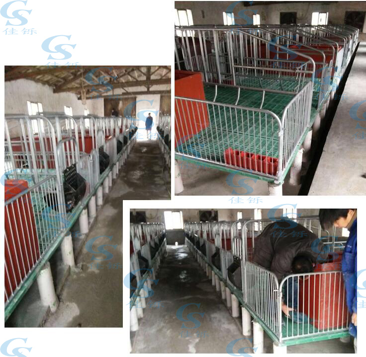 Pig Farming Equipment Galvanized Farrowing Cages Pig Crate