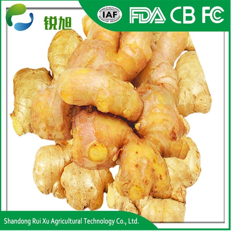 Wholesale Indonesian Fresh Buyer of Dry Ginger