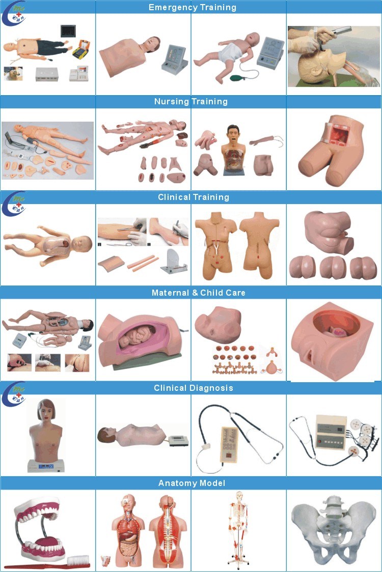 Medical Human Anatomical Model Blood Circulation Model