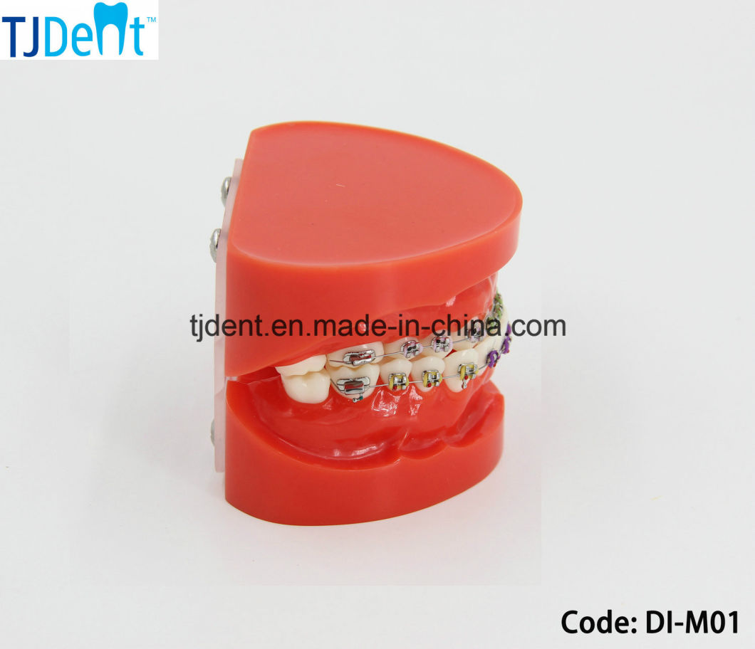 Dental Othodontic Treatment Anatomy Teaching Standard Teeth Model (DI-M01)