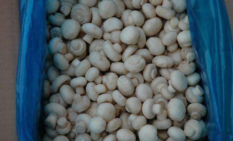 Chinese New Crop Frozen Champignon with Resonable Price