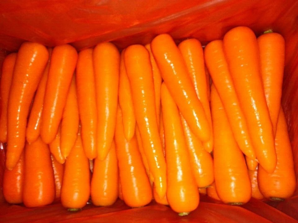 High Quality New Crop Fresh Carrot (150-200g)