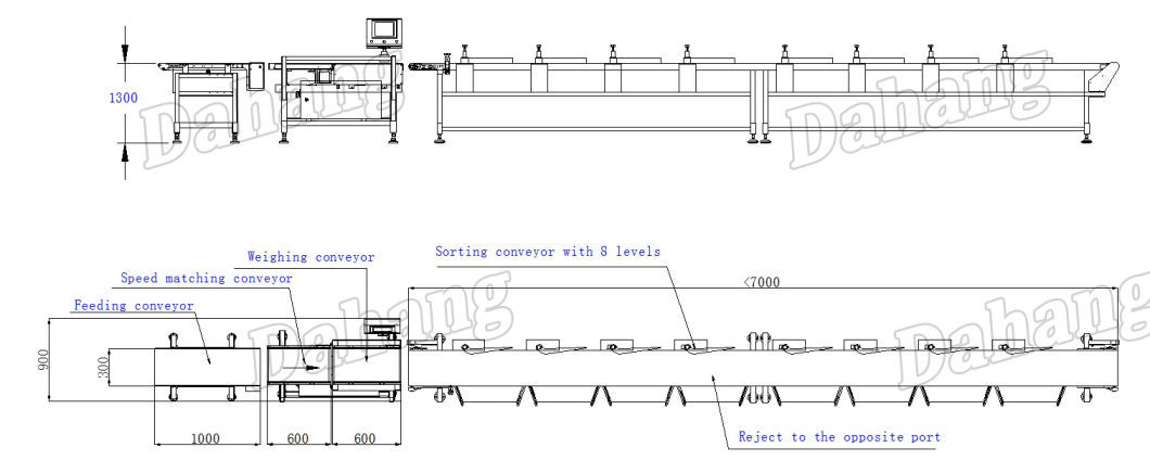 2018 New Chicken Weight Sorting Machine Export to Saudi Arabia