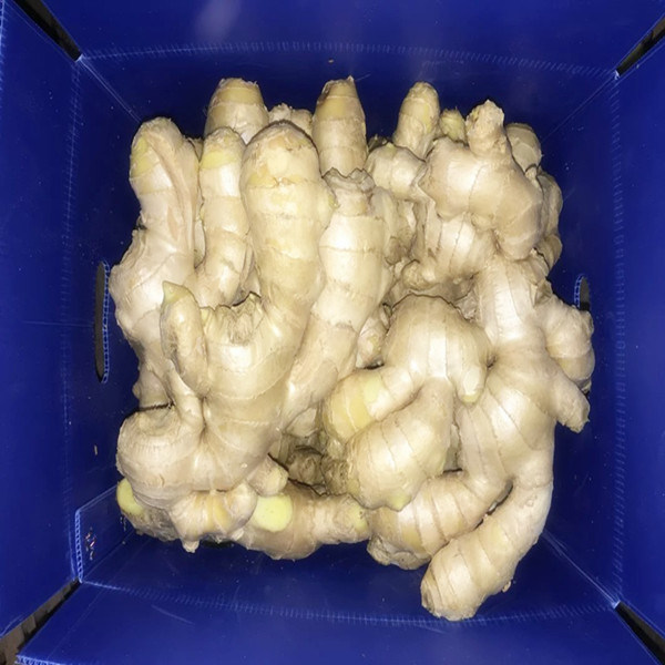 Professional Supply The USA Market with FDA Certificate Fresh Ginger