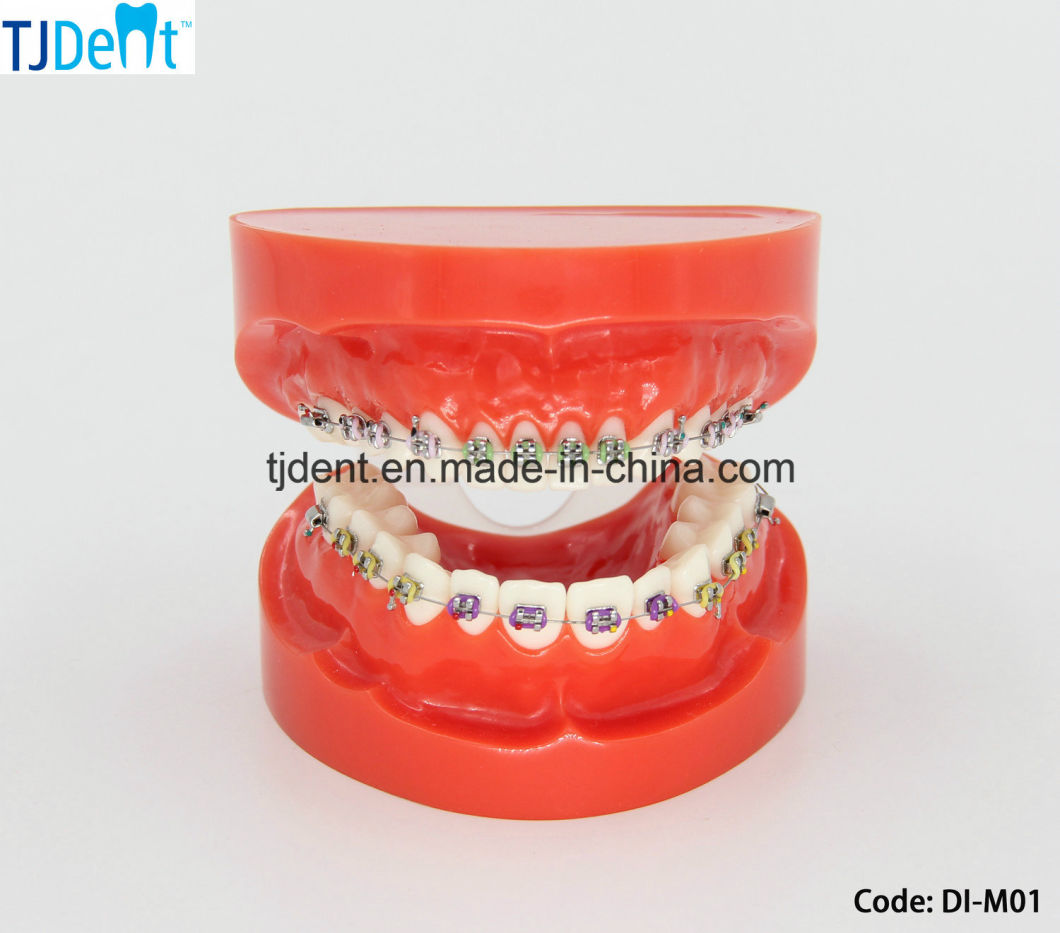 Dental Othodontic Treatment Anatomy Teaching Standard Teeth Model (DI-M01)