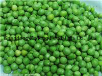 IQF Frozen Green Peas for Exporting