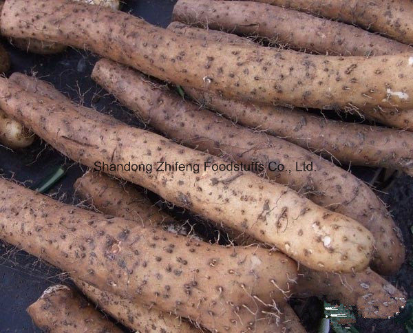 Fresh Yam with Good Price for Exporting