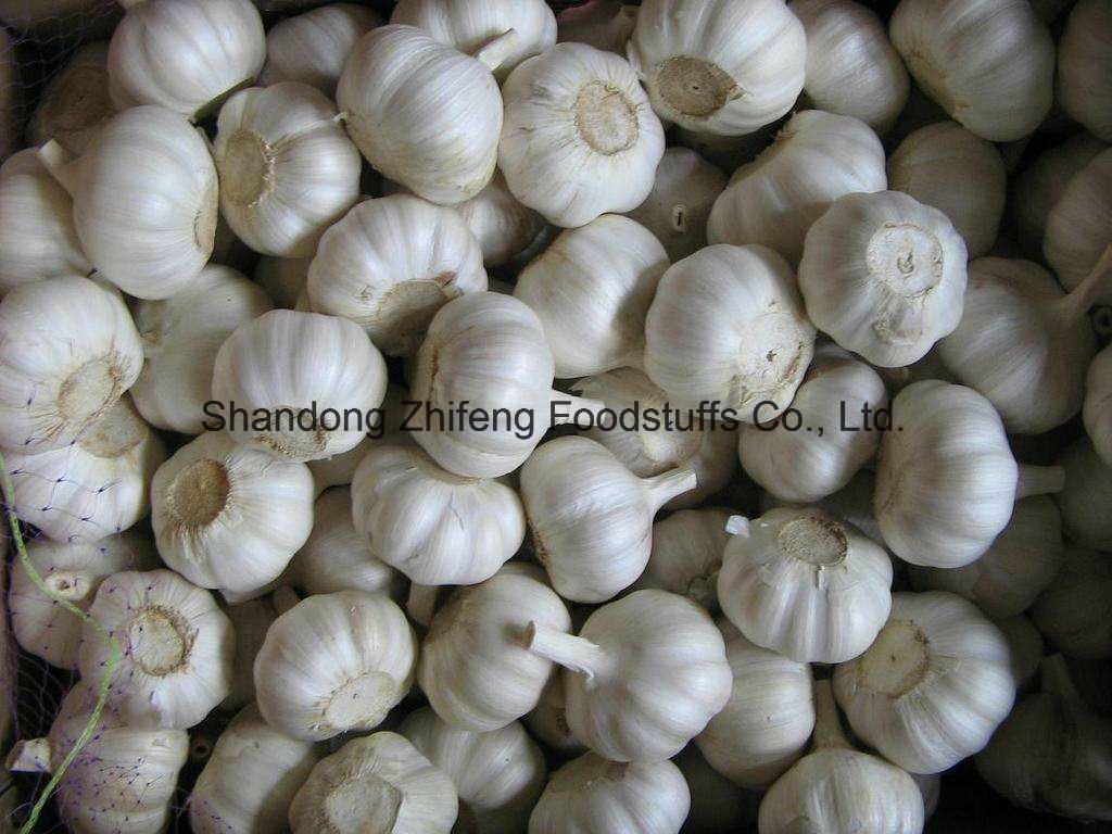 The Newest White Garlic with Good Price