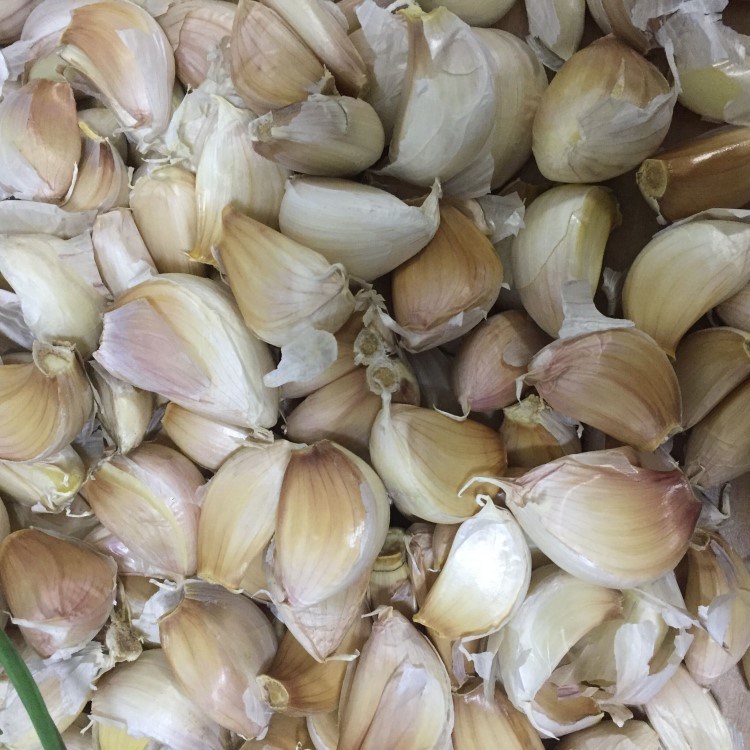 Fresh Peeled Garlic / Garlic Clove in Brine or Nitrogen