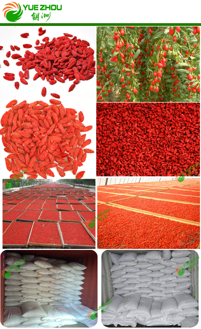 China Goji Organic Dried Goji Berry 160 180PCS Per 50g