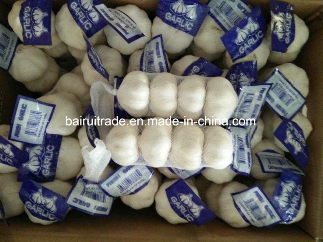 New Crop Fresh Garlic Pure White Garlic From China