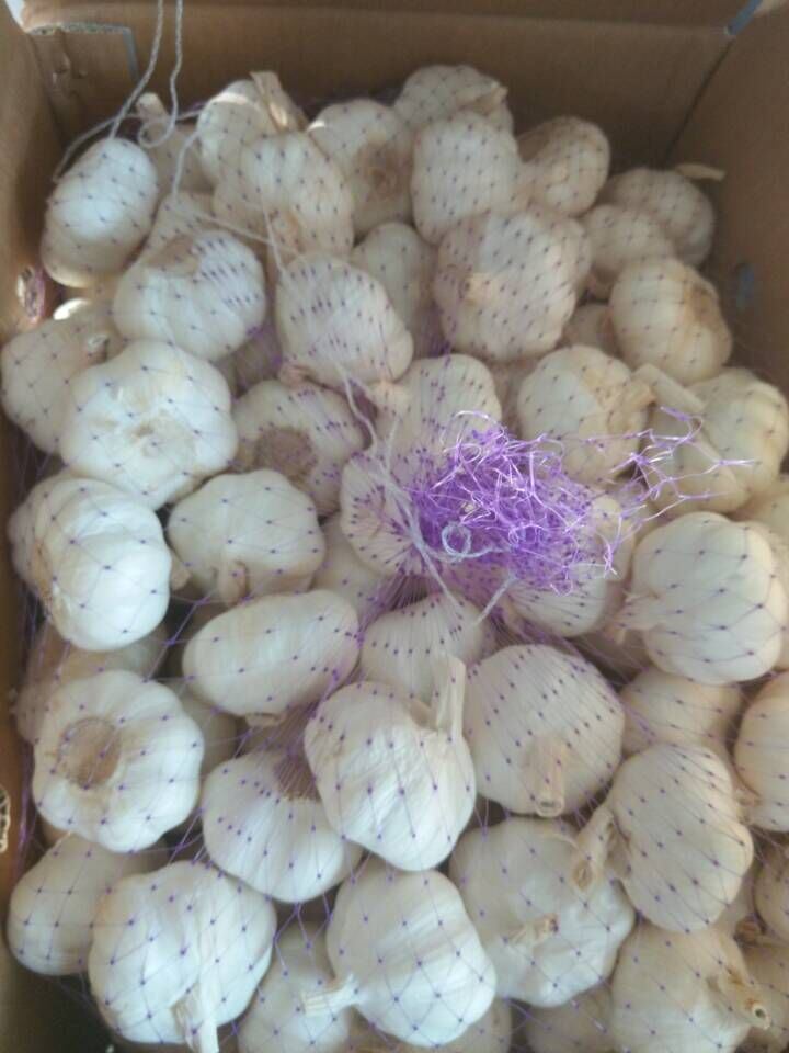 Chinese Red/Normal White/Pure White Wholesale Fresh Garlic