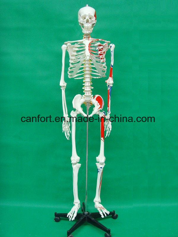 Half Muscle Coloring Medical Teaching Human Skeleton Model (170cm)