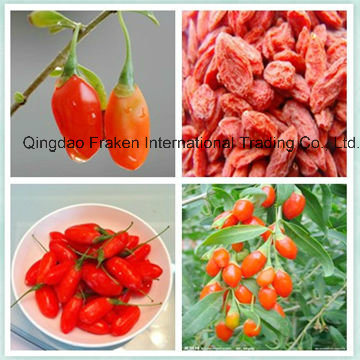 High Quality Dried Wolfberry / Goji Berry