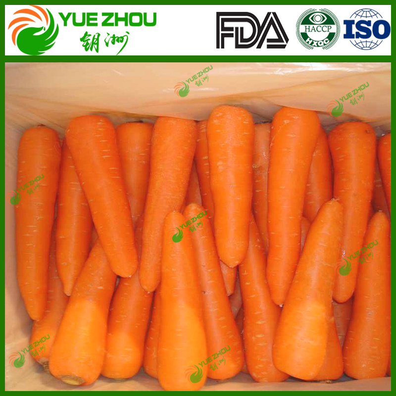Top Class Fresh Carrot Organic Carrot From China with Price