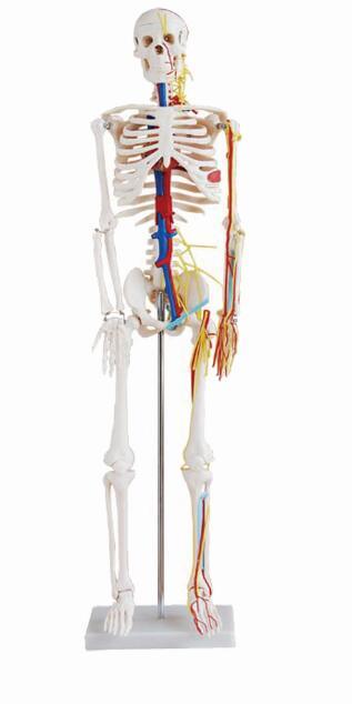 Anatomical Model Bix-A1005 85cm Nerves and Blood Vessels Skeleton Model