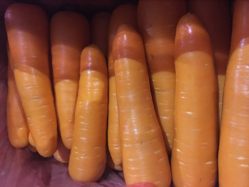 2016 Winter Crop Fresh Carrot