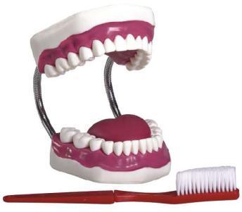 Xy-K1 Dental Care Model (28PCS)