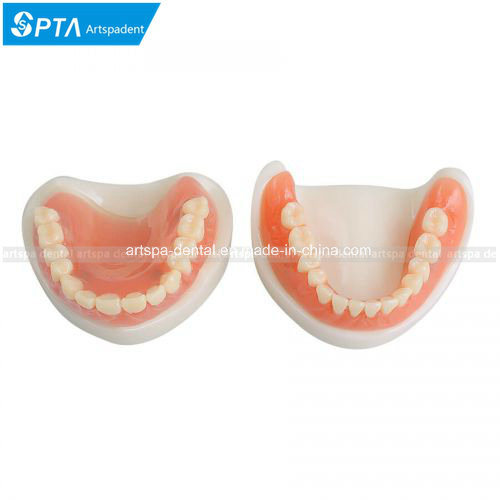 Dental Teach Study Adult Standard Demonstration Model Teeth