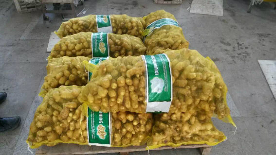 Chinese Fresh New Ginger with High Quality