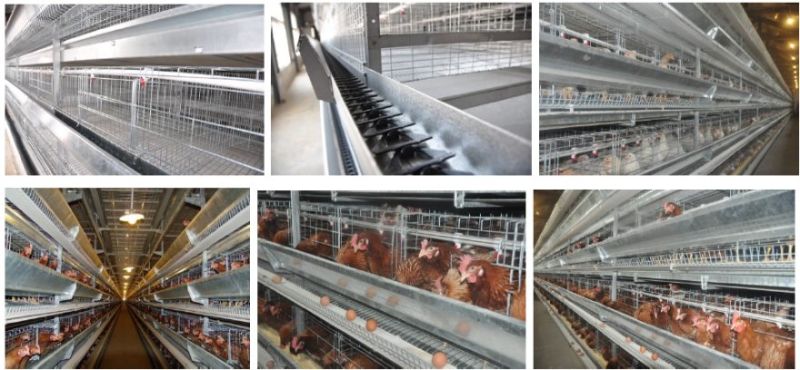 Jinfeng H Type Chicken Cage for Broiler Pullet Battery Layer Cage for Sale in Bengal Poultry Cage Fowl Cage