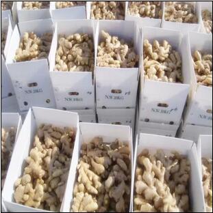 Professional Supply The USA Market with FDA Certificate Fresh Ginger