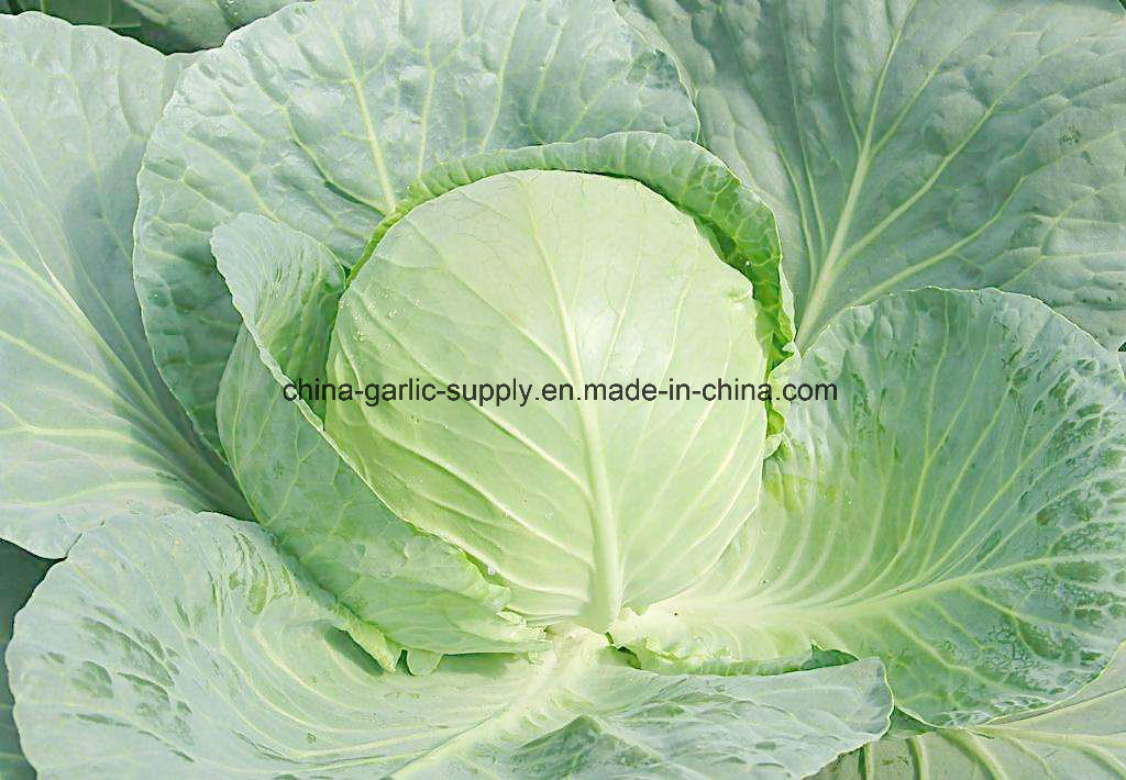 New Crop Natural Fresh Flake Granules Air Dehydrated Frozen Cabbage